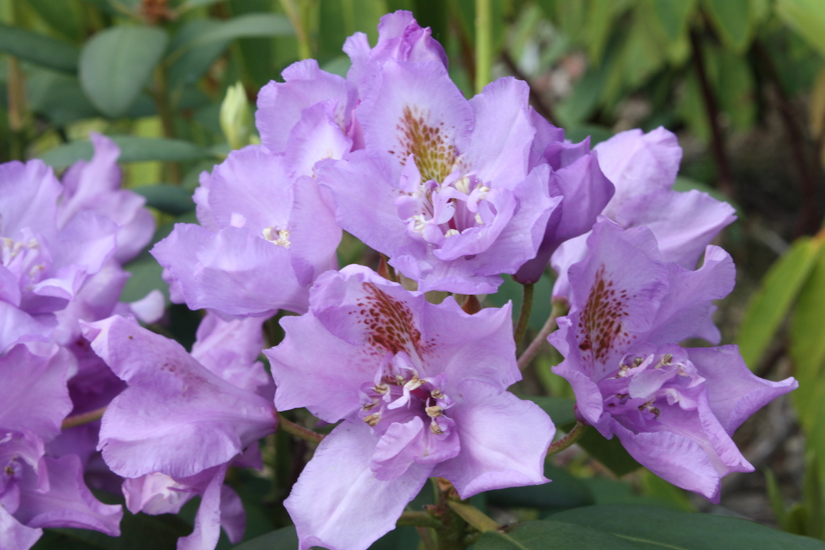 Fastuosum Flore Pleno